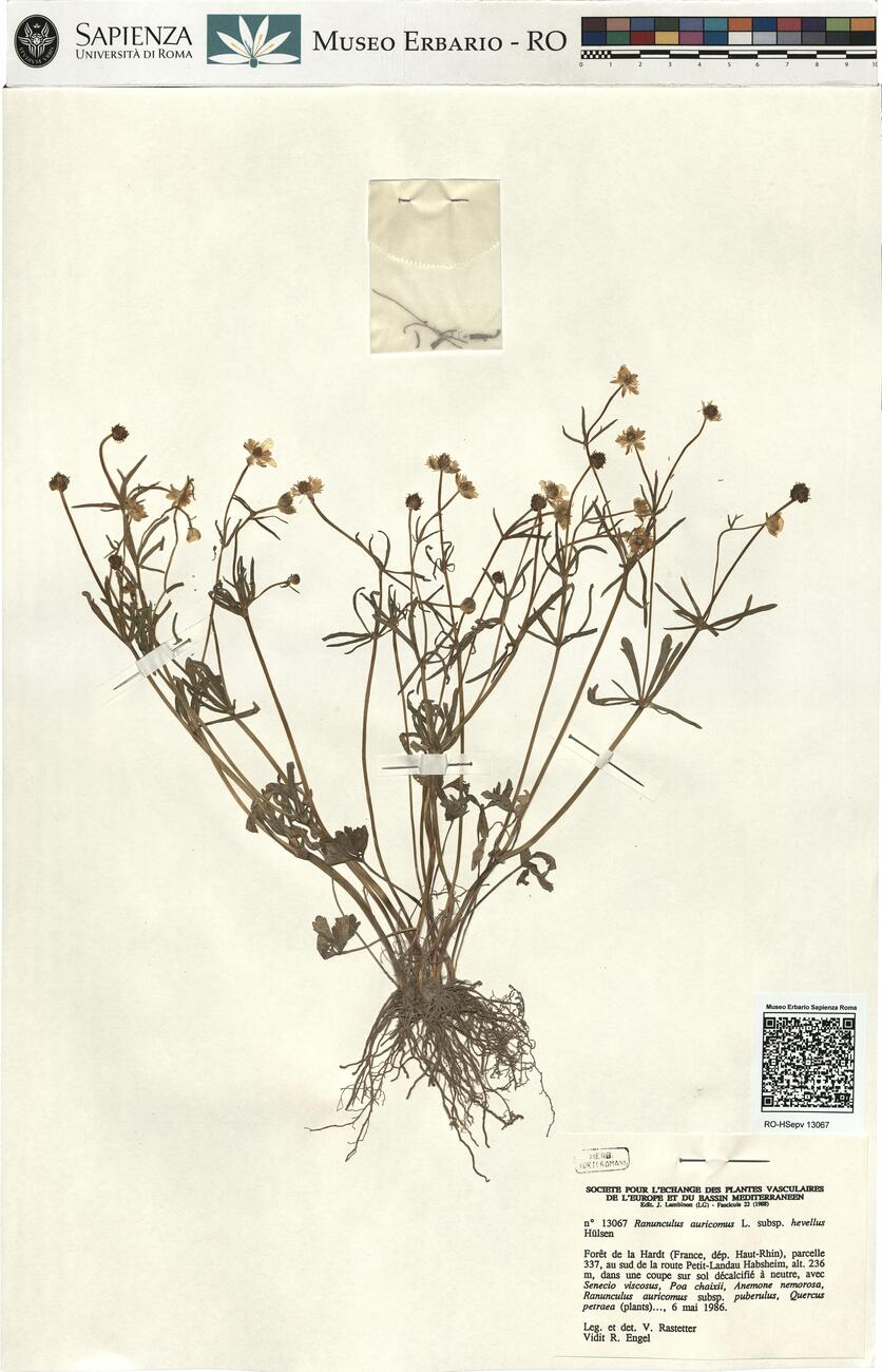 Ranunculus auricomus L. subsp. hevellus Hülsen -  RO-HSepv 13067 photo