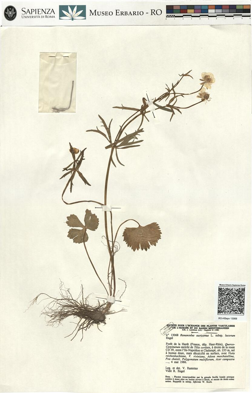 Ranunculus auricomus L. subsp. lucorum Engel  -  RO-HSepv 13068 photo
