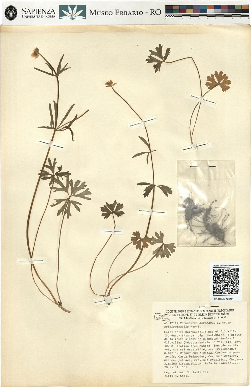 Ranunculus auricomus L. subsp. subfirmicaulis Markl. -  RO-HSepv 12149 photo