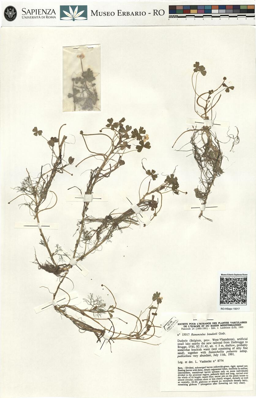 Ranunculus baudotii Godr. -  RO-HSepv 15017 photo