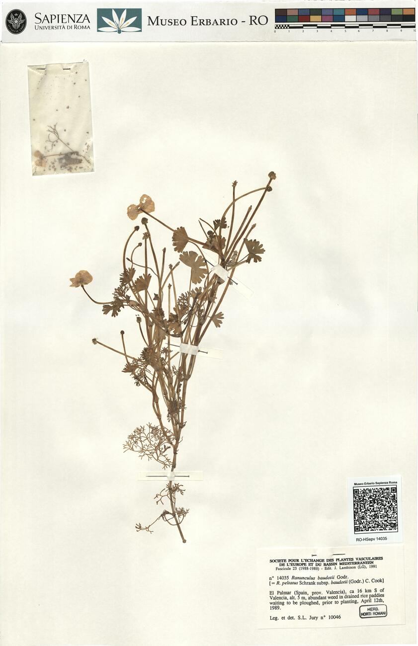 Ranunculus baudotii Godr. -  RO-HSepv 14035 photo
