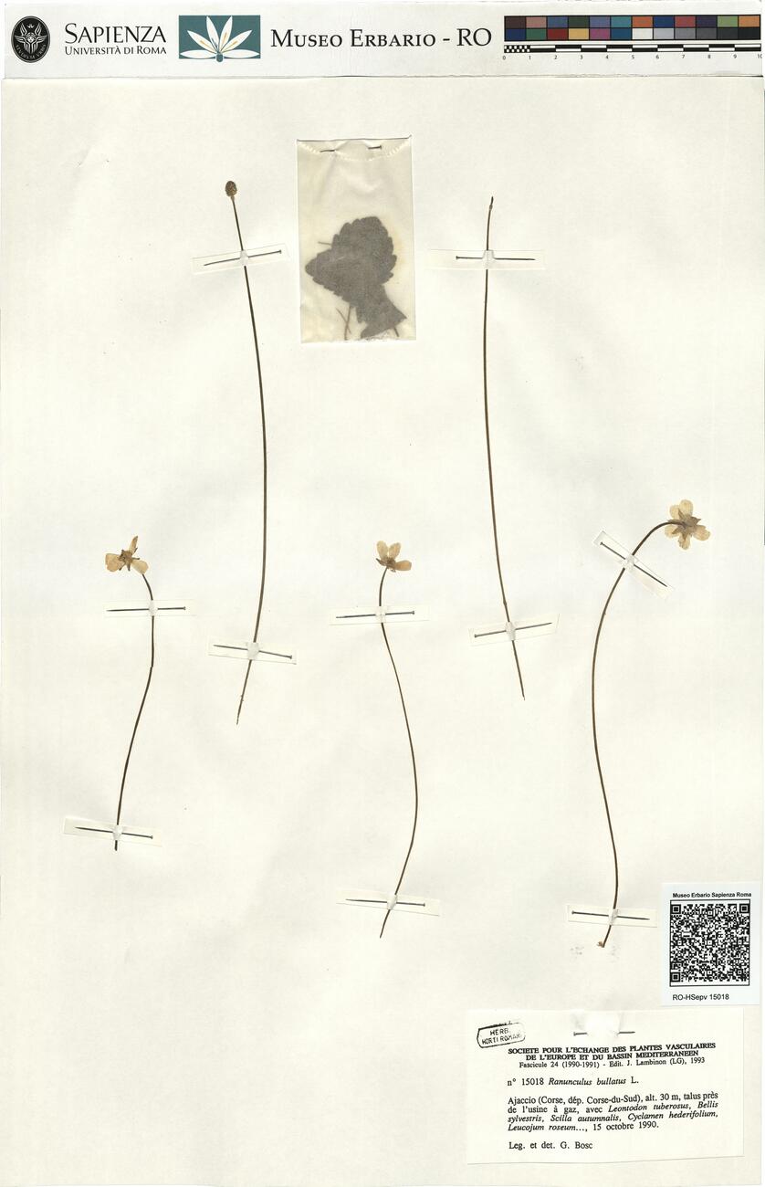Ranunculus bullatus L. -  RO-HSepv 15018 photo