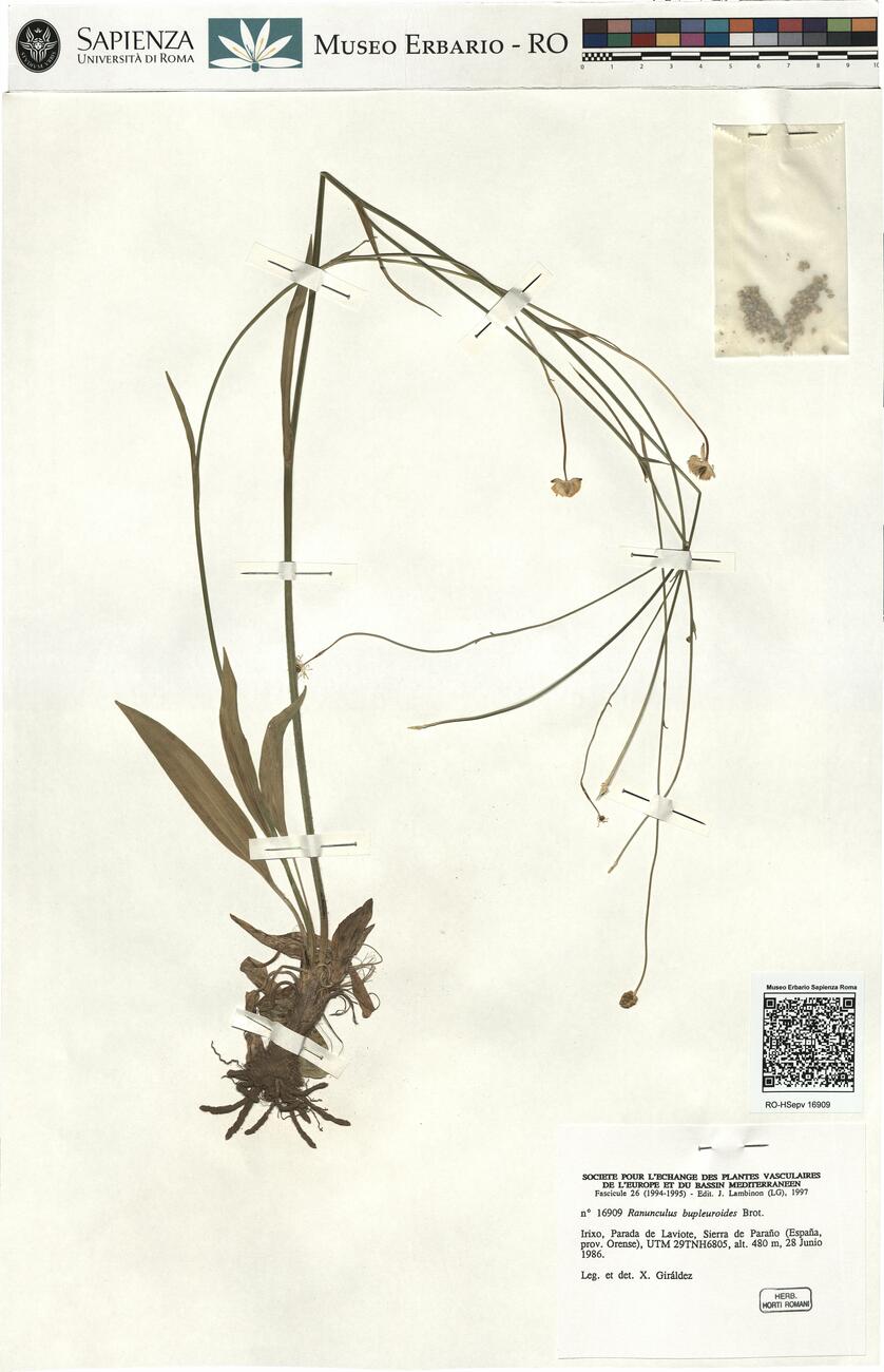 Ranunculus bupleuroides Brot. -  RO-HSepv 16909 photo