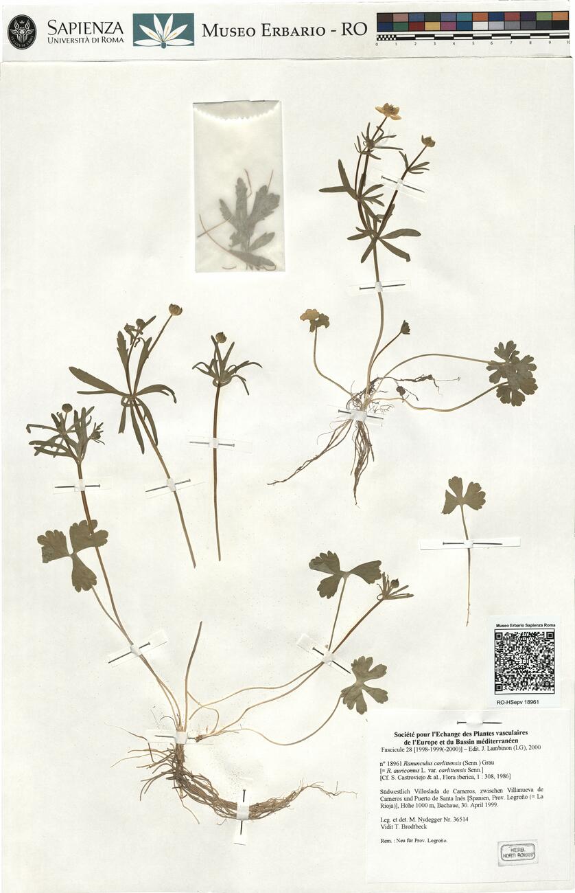 Ranunculus carlittensis (Senn.) Grau -  RO-HSepv 18961 photo