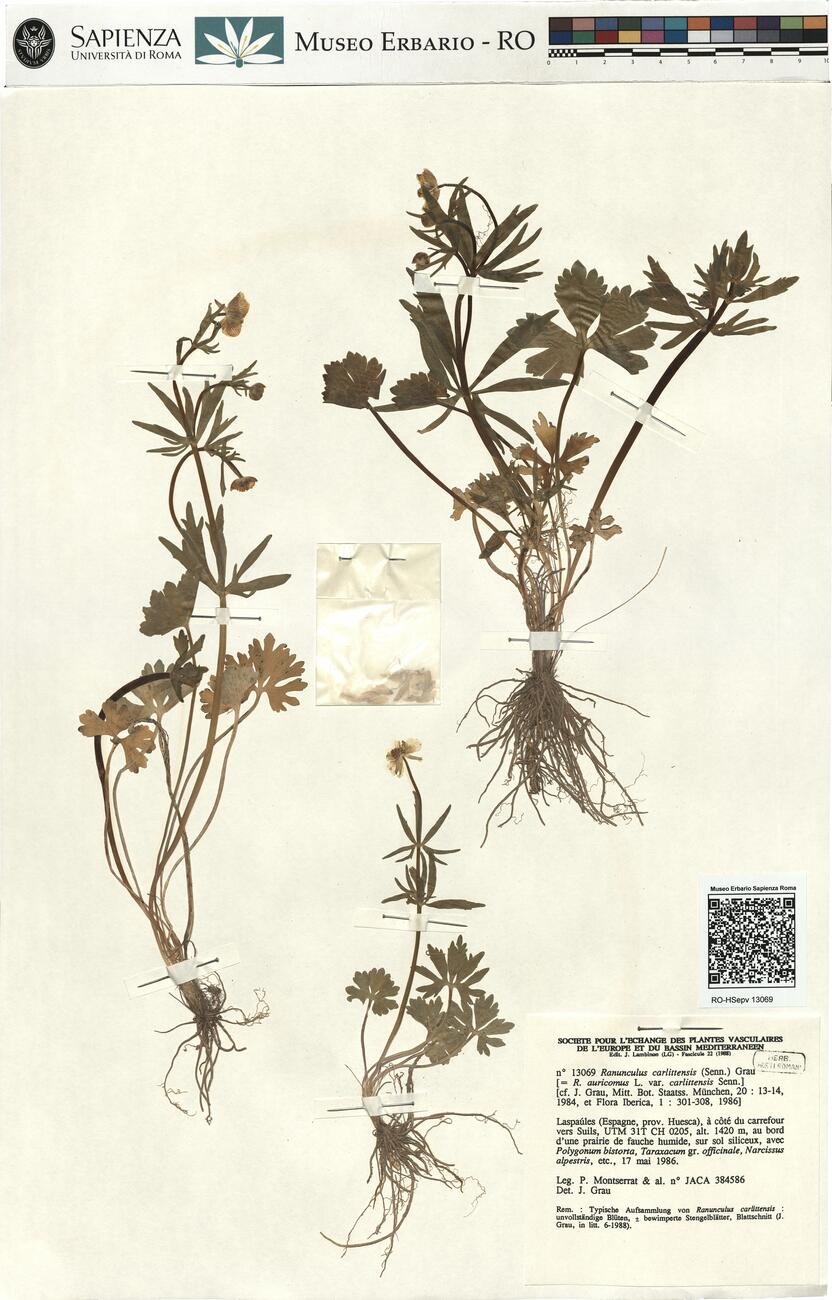 Ranunculus carlittensis (Senn.) Grau -  RO-HSepv 13069 photo