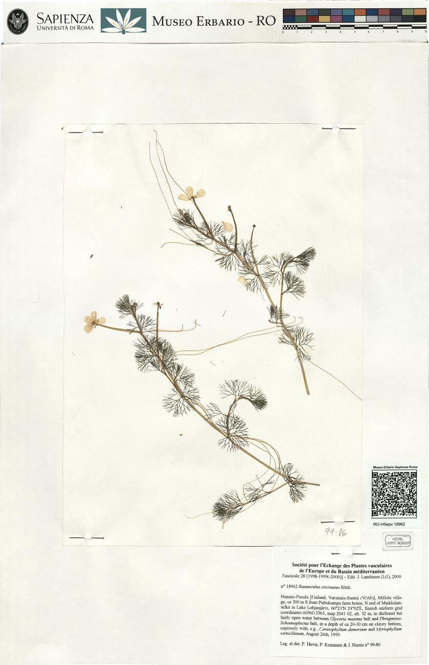 Ranunculus circinatus Sibth. -  RO-HSepv 18962 photo