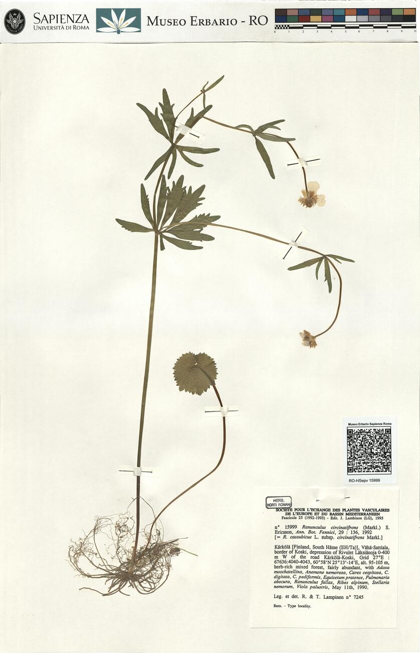 Ranunculus circinatifrons (Markl.) S. Ericsson  -  RO-HSepv 15999 photo