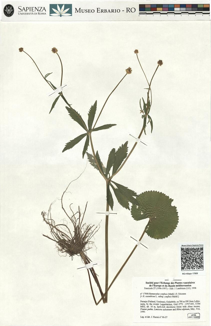 Ranunculus confinis (Markl.) S. Ericsson -  RO-HSepv 17908 photo