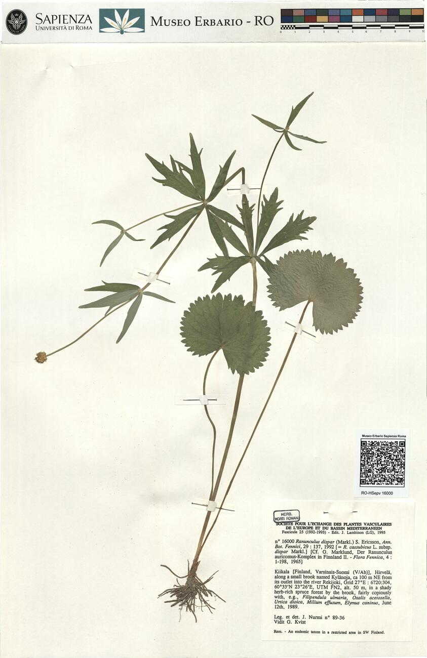 Ranunculus dispar (Markl.) S. Ericsson -  RO-HSepv 16000 photo