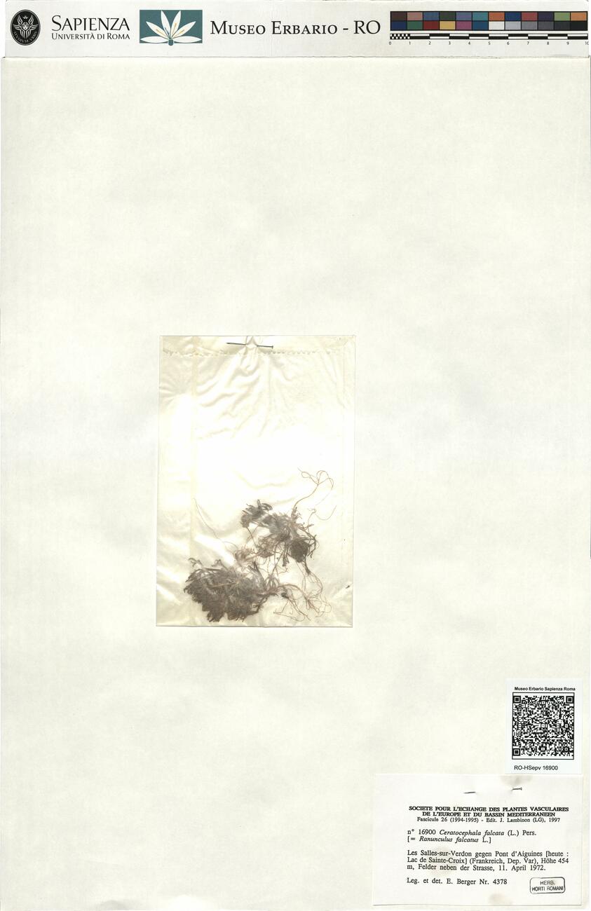 Ceratocephala falcata (L.) Pers. -  RO-HSepv 16900 photo