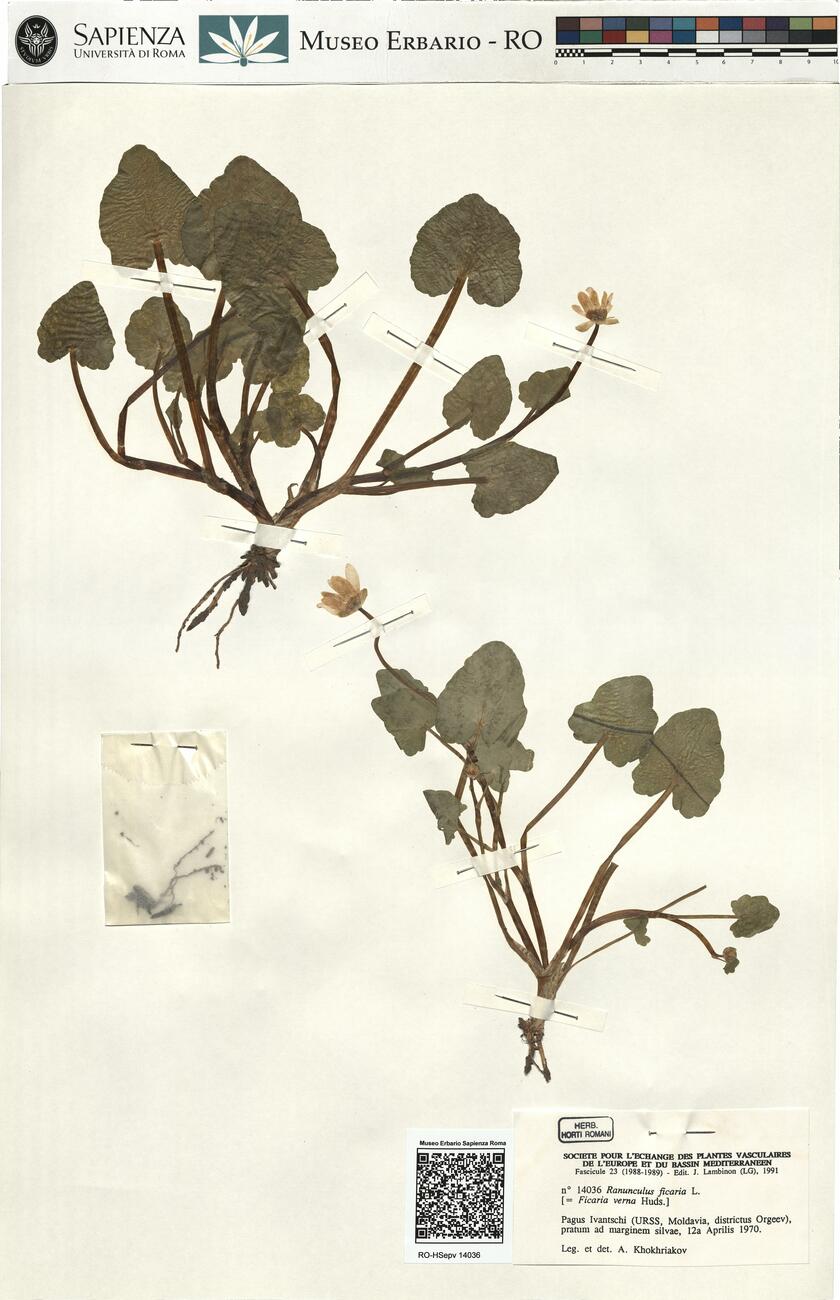 Ranunculus ficaria L. -  RO-HSepv 14036 photo