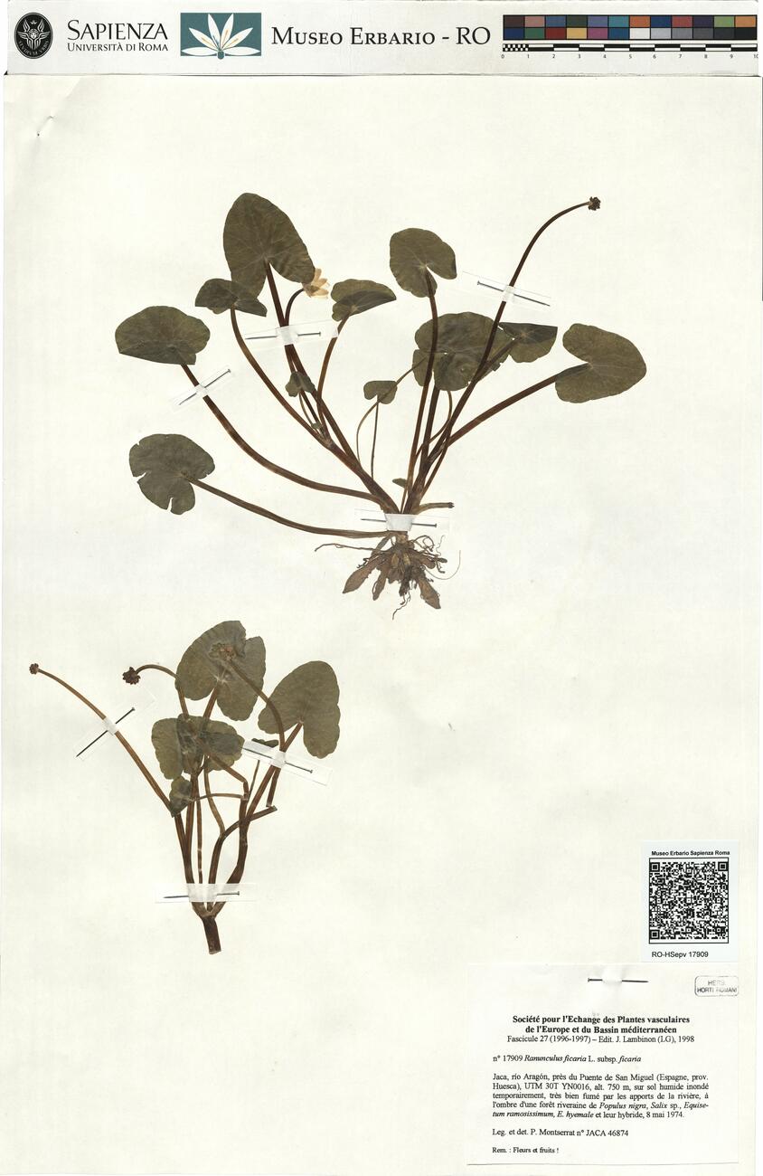 Ranunculus ficaria L. subsp. ficaria  -  RO-HSepv 17909 photo