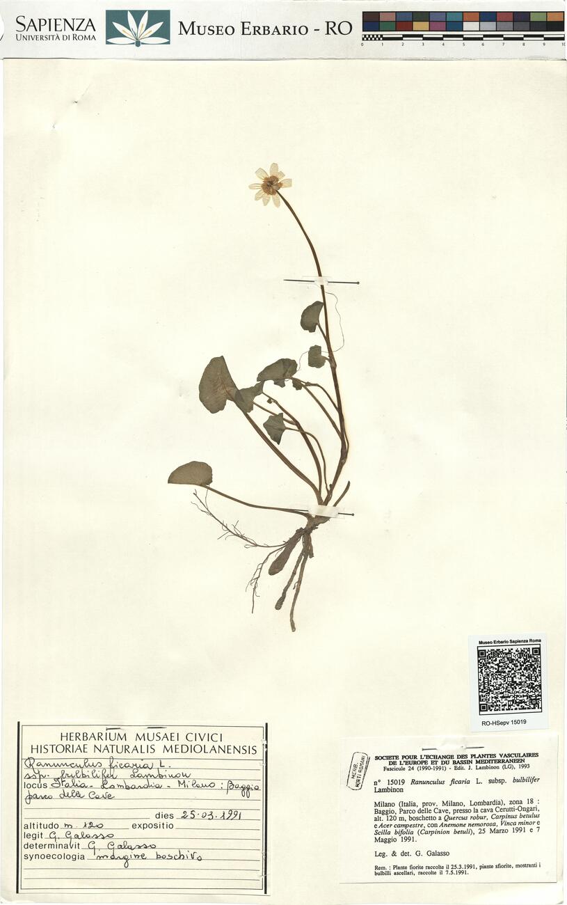 Ranunculus ficaria L. subsp. bulbilifer Lambinon -  RO-HSepv 15019 photo