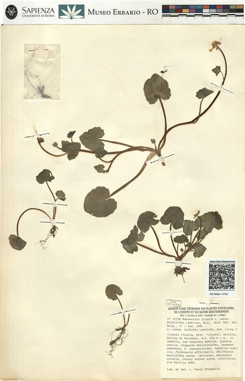 Ranunculus ficaria L. subsp. bulbilifer Lambinon -  RO-HSepv 12150 photo