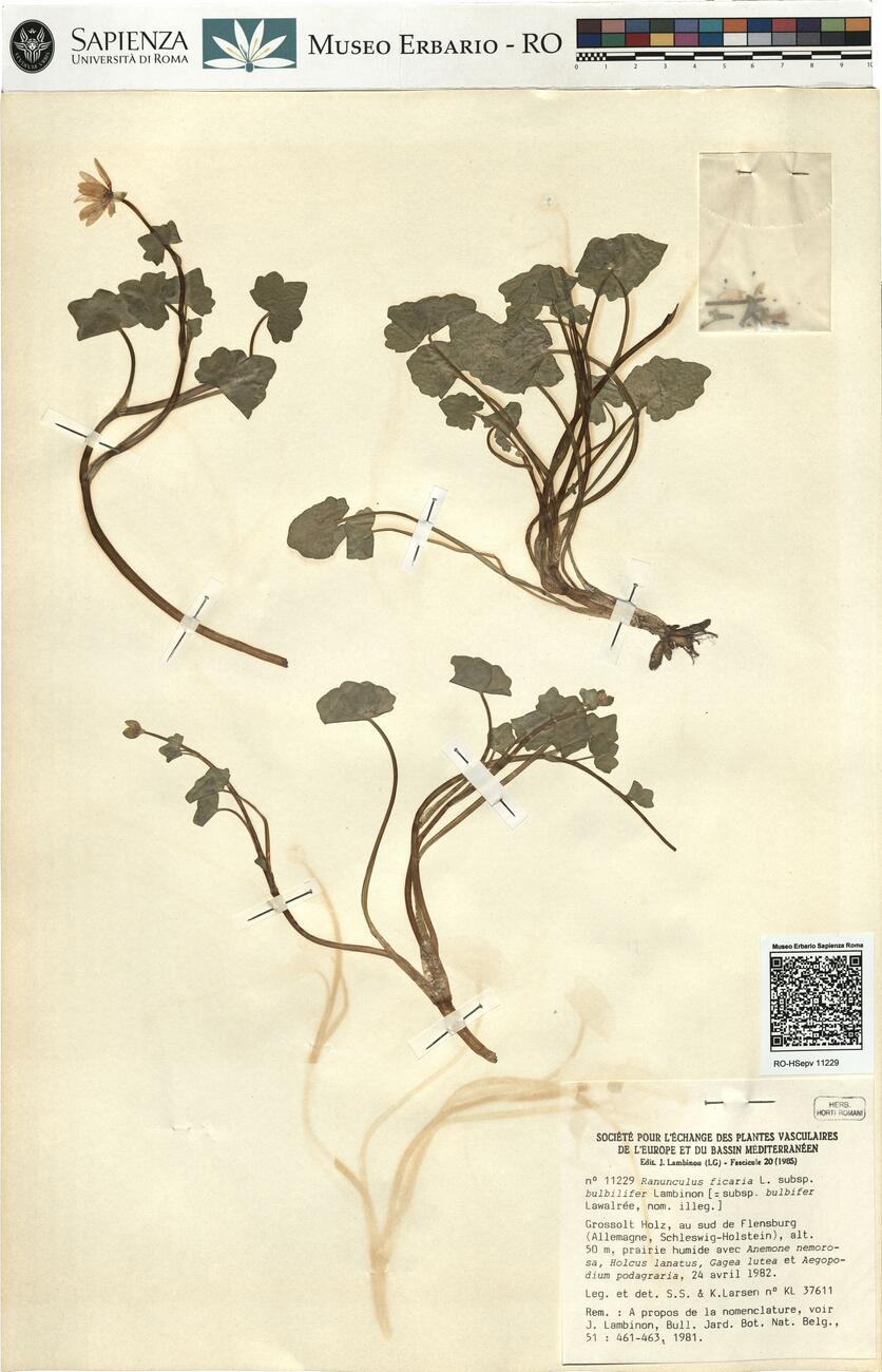 Ranunculus ficaria L. subsp. bulbilifer Lambinon -  RO-HSepv 11229 photo