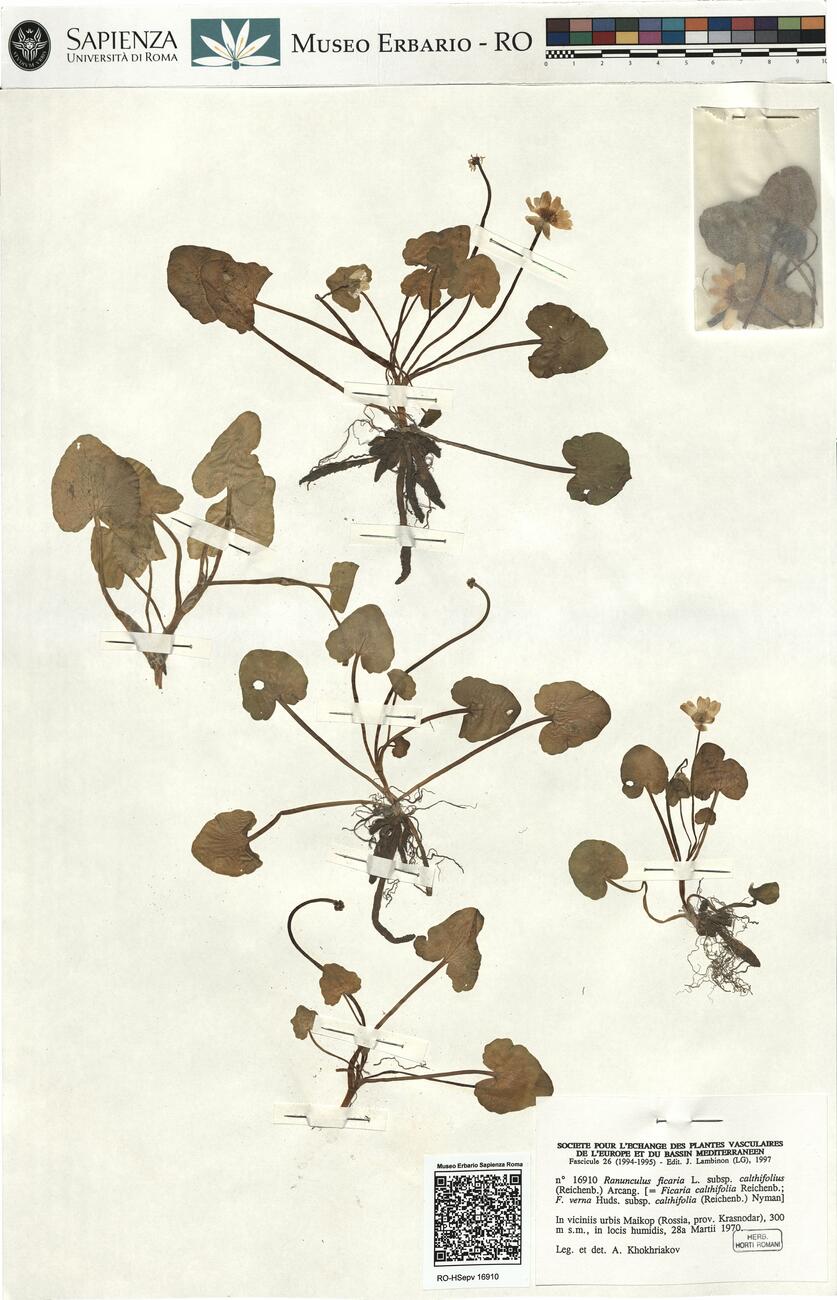 Ranunculus ficaria L. subsp. calthifolia (Reichenb.) Arcang. -  RO-HSepv 16910 photo