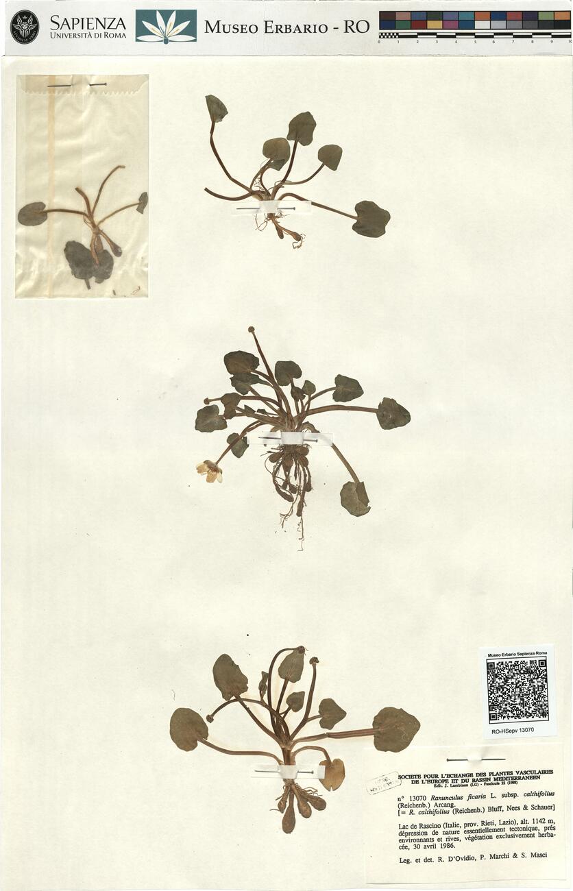 Ranunculus ficaria L. subsp. calthifolius (Reichenb.) Arcang. -  RO-HSepv 13070 photo