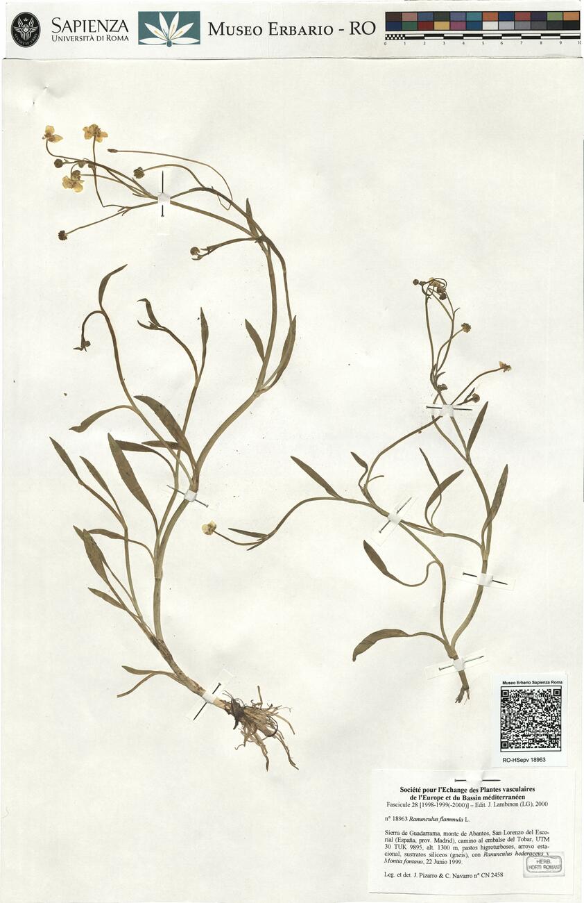 Ranunculus flammula L. -  RO-HSepv 18963 photo