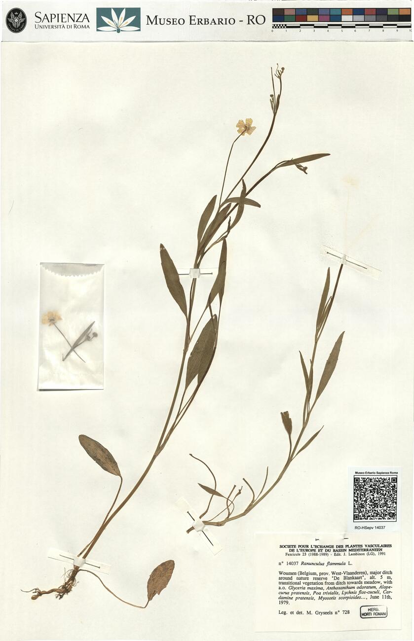 Ranunculus flammula L. -  RO-HSepv 14037 photo
