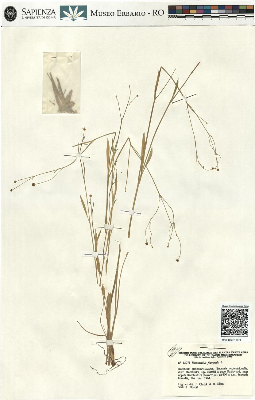 Ranunculus flammula L. -  RO-HSepv 13071 photo