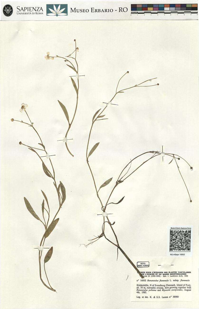 Ranunculus flammula L. subsp. flammula -  RO-HSepv 16002 photo