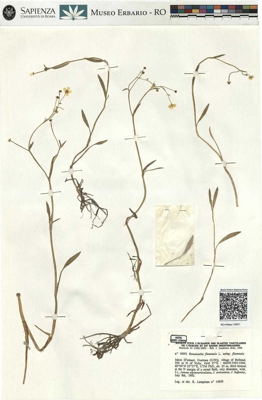 Ranunculus flammula L. subsp. flammula -  RO-HSepv 16001 photo