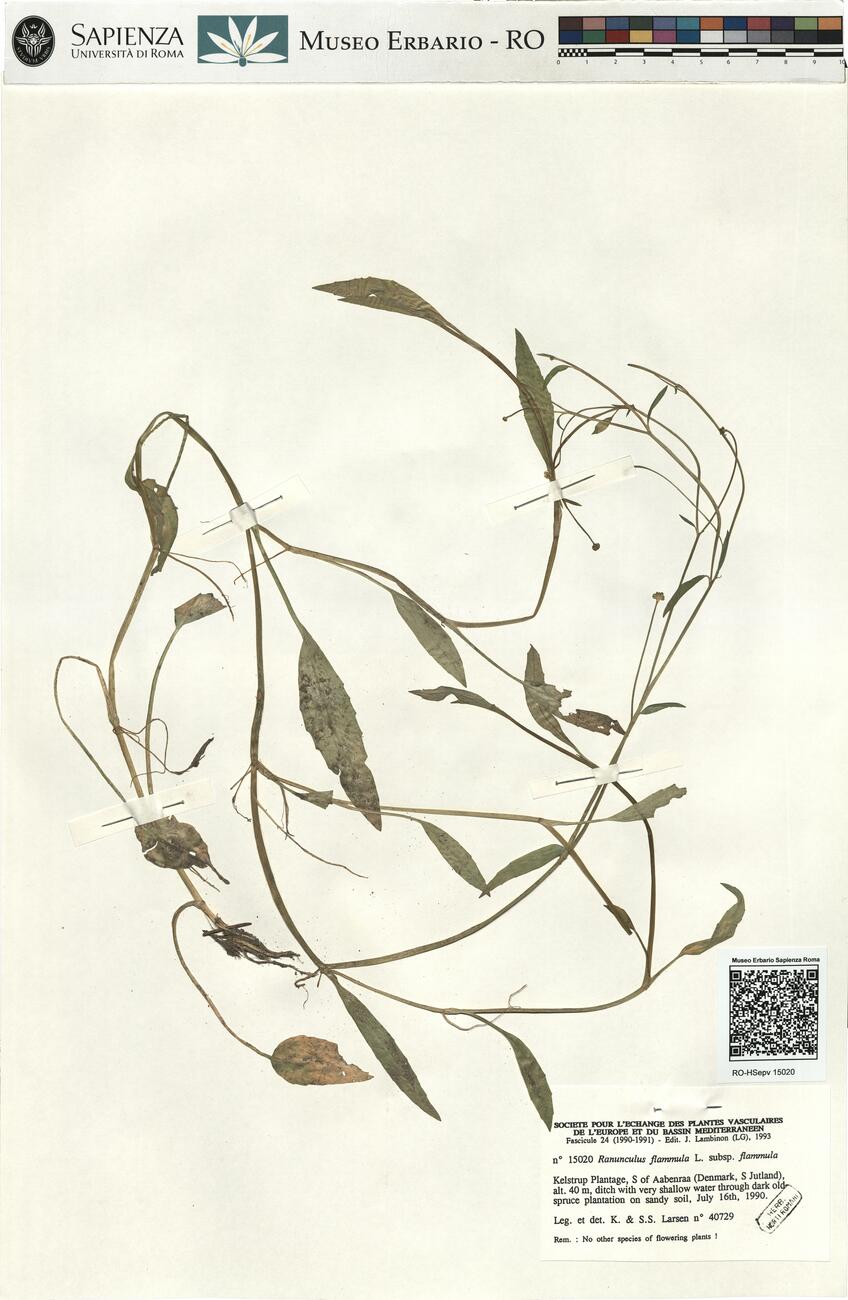 Ranunculus flammula L. subsp. flammula -  RO-HSepv 15020 photo