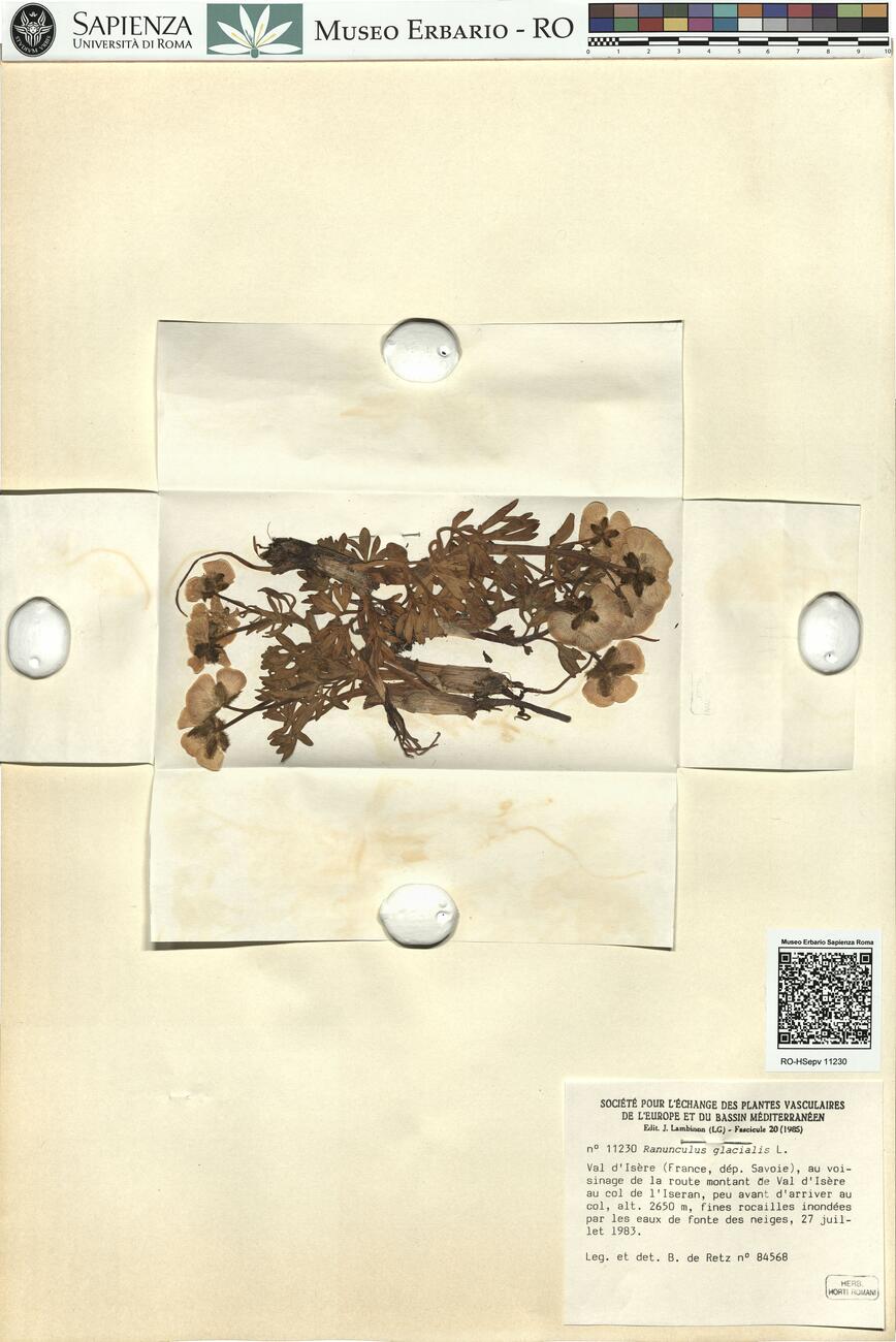 Ranunculus glacialis L. -  RO-HSepv 11230 photo