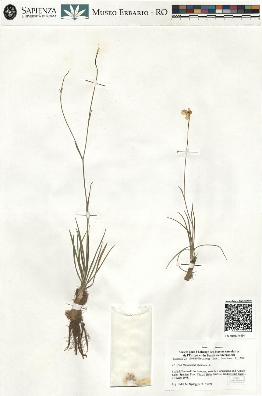 Ranunculus gramineus L. -  RO-HSepv 18964 photo
