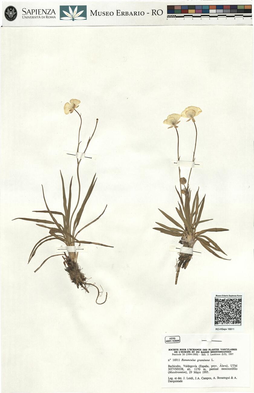 Ranunculus gramineus L. -  RO-HSepv 16911 photo