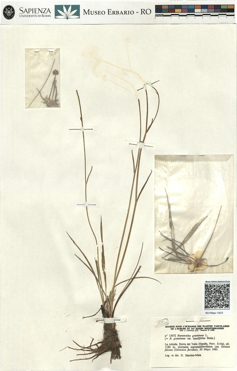 Ranunculus gramineus L. -  RO-HSepv 13072 photo