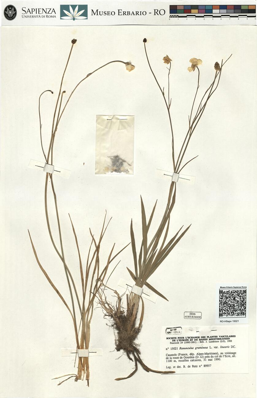 Ranunculus gramineus L. var. linearis DC. -  RO-HSepv 15021 photo