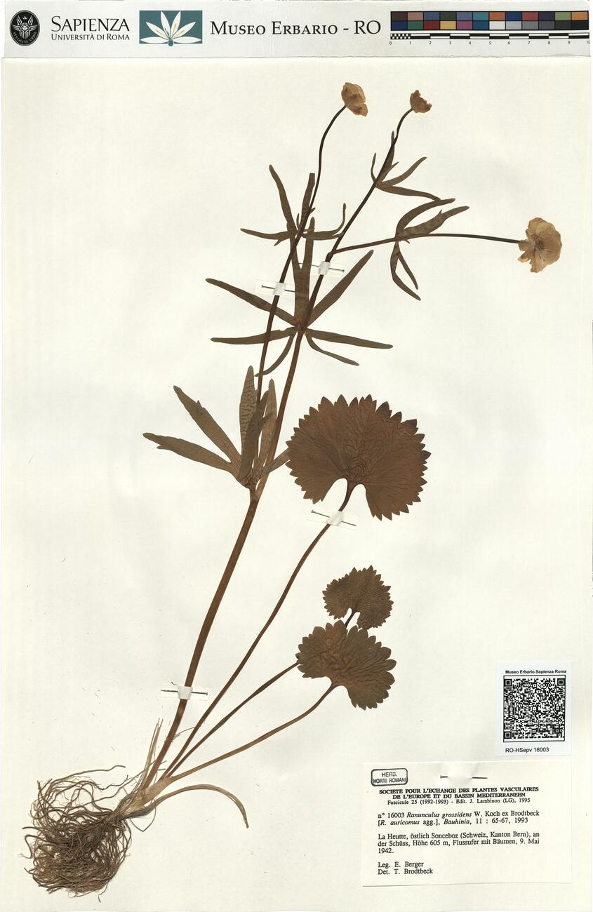 Ranunculus grossidens W. Koch ex Brodtbeck -  RO-HSepv 16003 photo