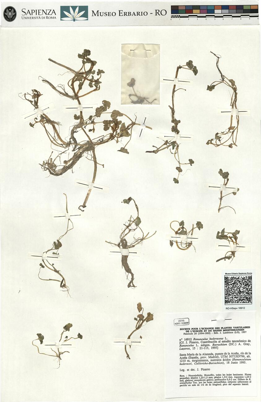 Ranunculus hederaceus L.  -  RO-HSepv 16912 photo