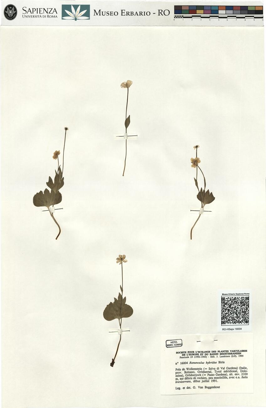Ranunculus hybridus Biria -  RO-HSepv 16004 photo