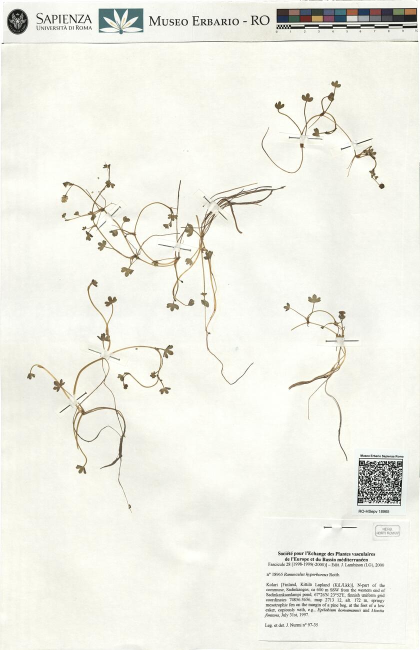 Ranunculus hyperboreus Rottb. -  RO-HSepv 18965 photo