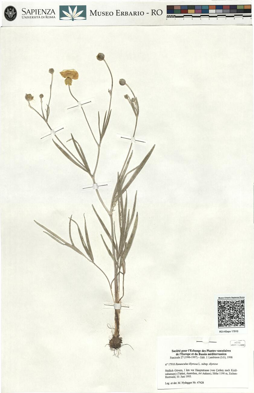 Ranunculus illyricus L. subsp. illyricus -  RO-HSepv 17910 photo