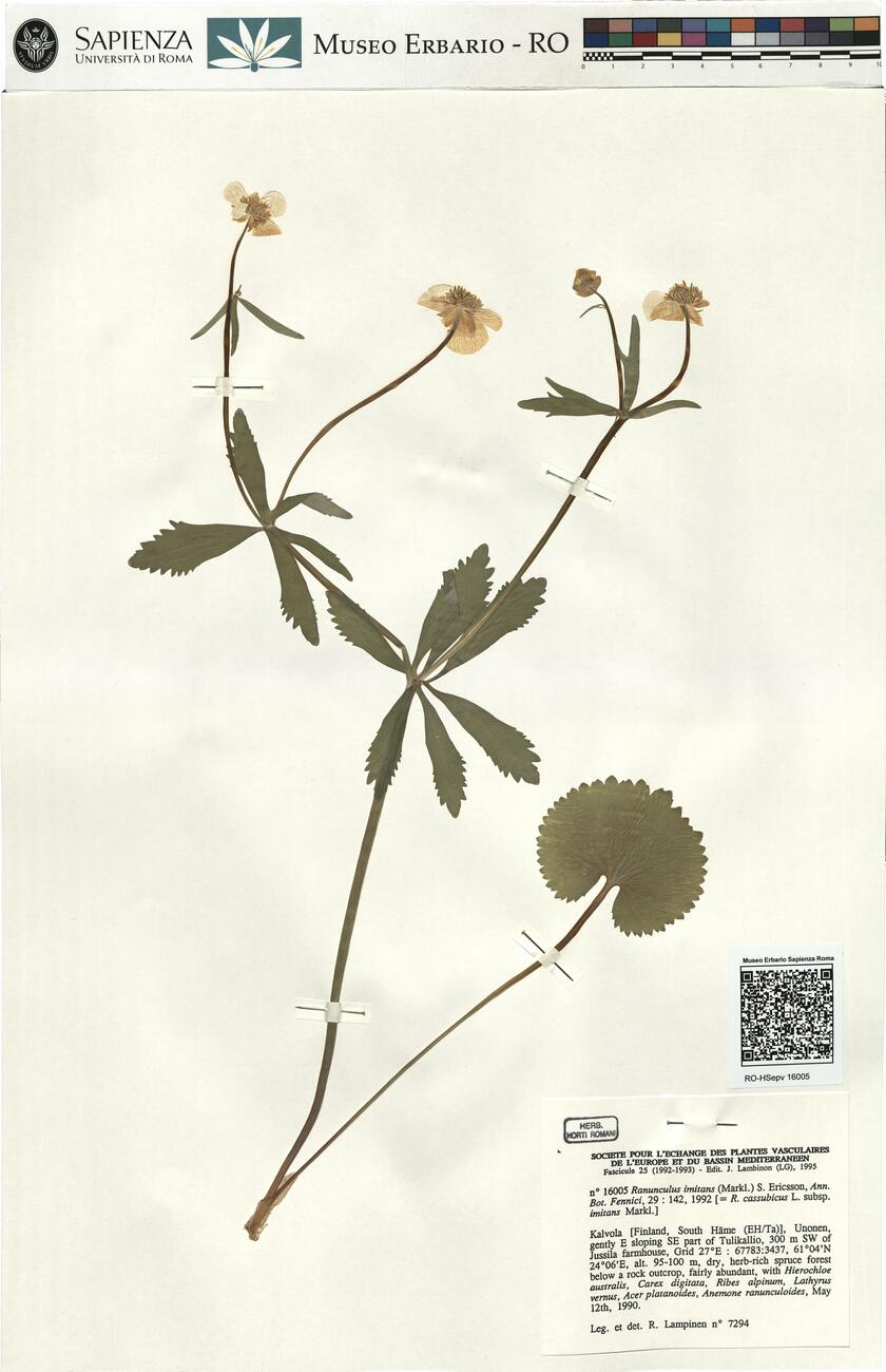 Ranunculus imitans (Markl.) S. Ericsson -  RO-HSepv 16005 photo
