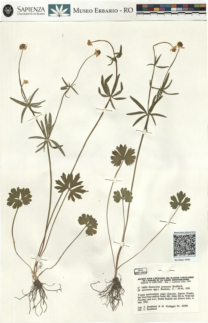 Ranunculus juratensis Brodtbeck -  RO-HSepv 16006 photo