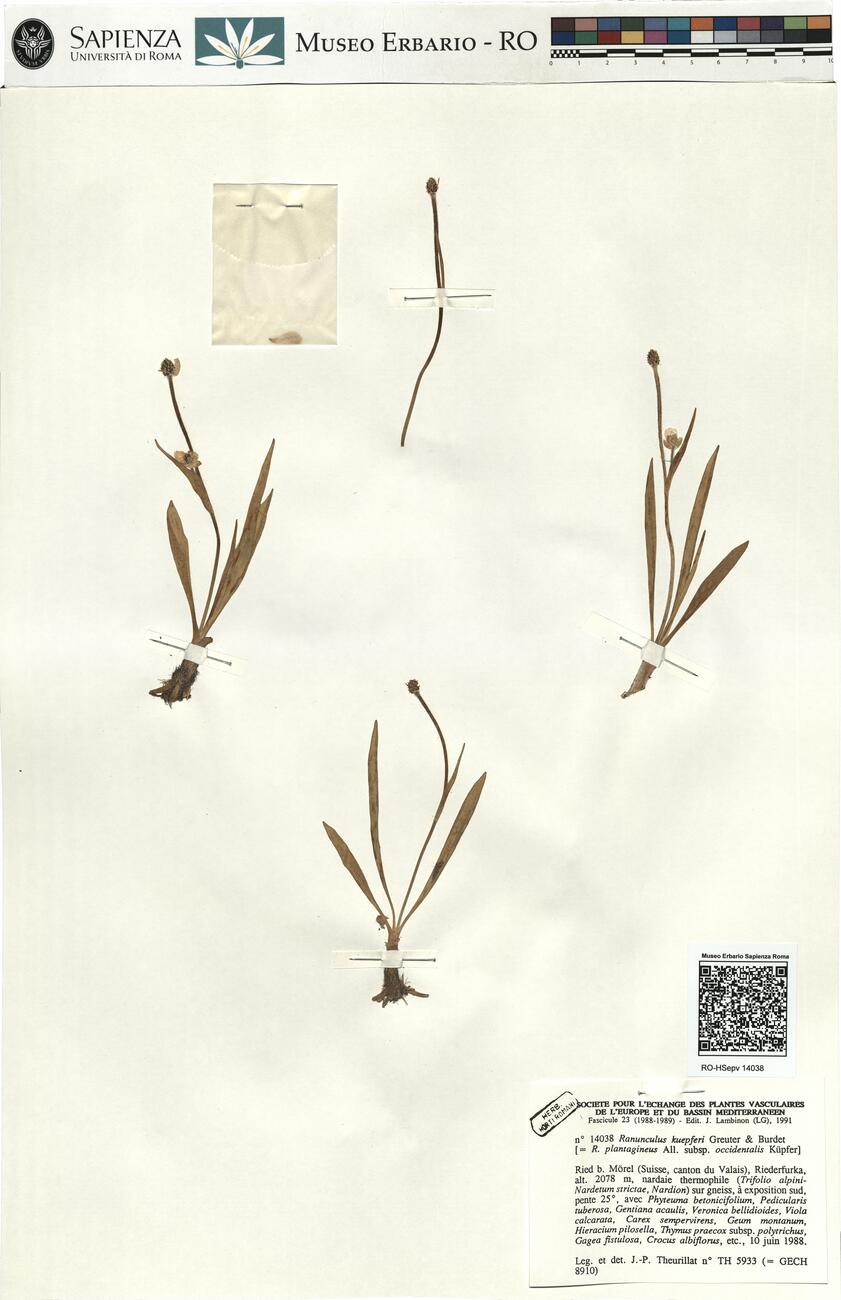 Ranunculus kuepferi Greuter & Burdet -  RO-HSepv 14038 photo