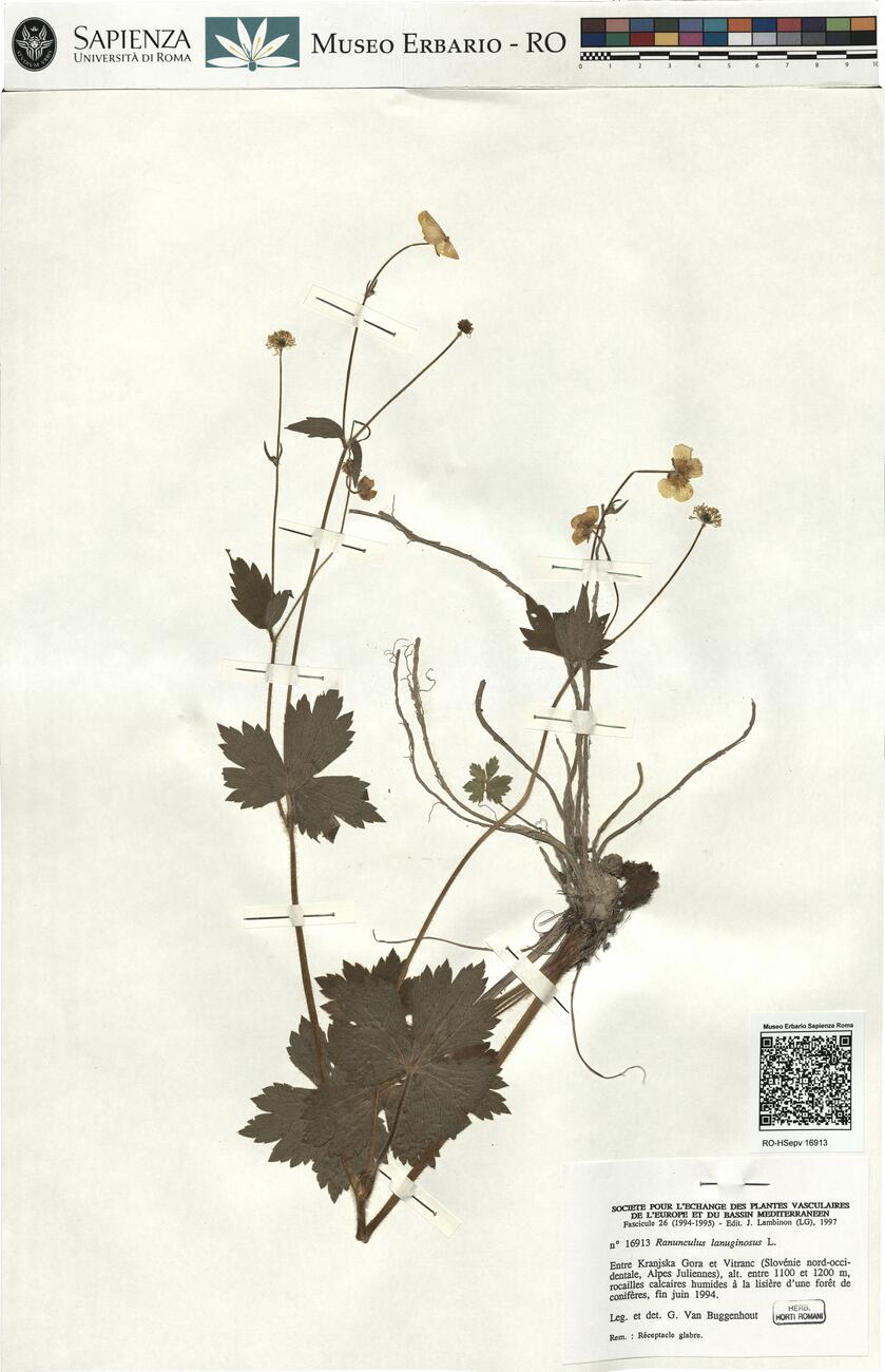 Ranunculus lanuginosus L. -  RO-HSepv 16913 photo