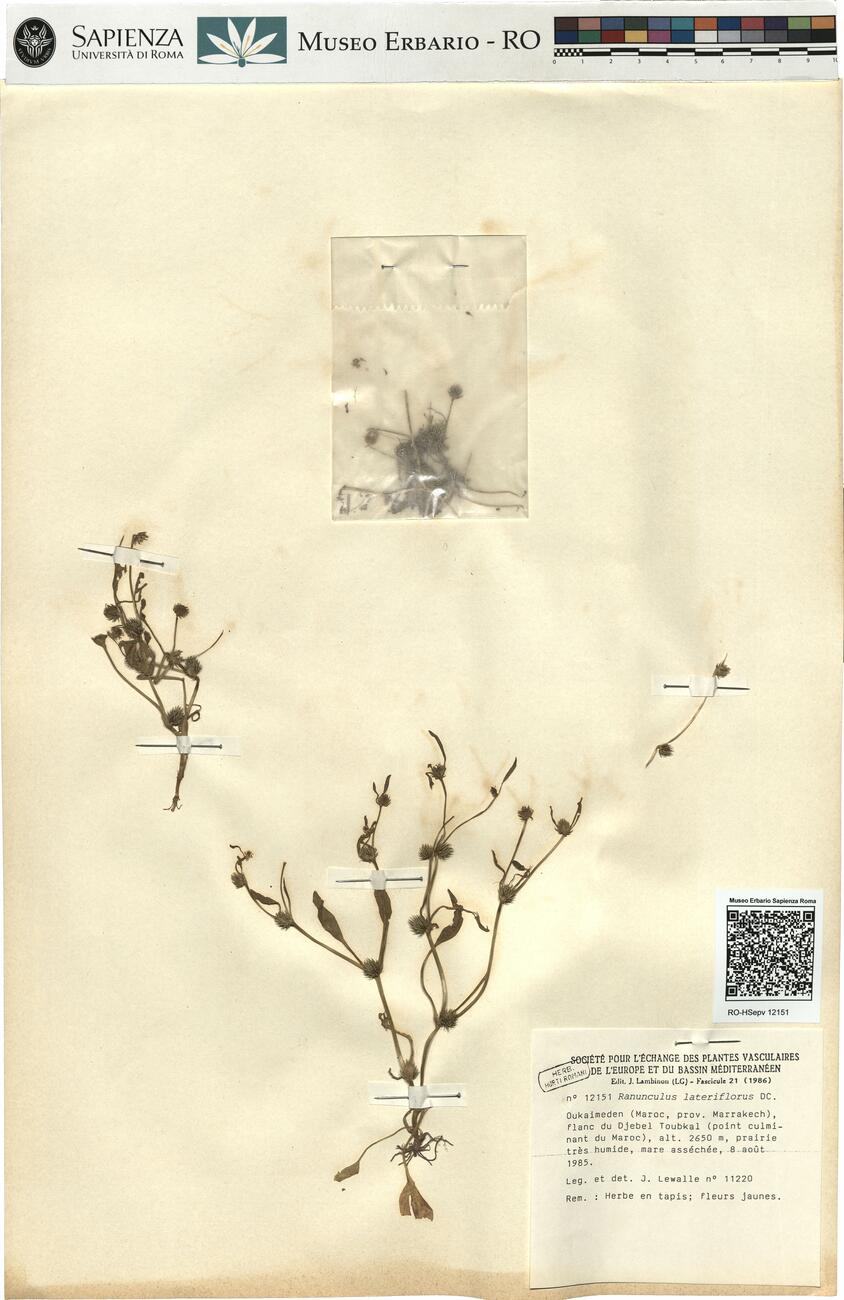 Ranunculus lateriflorus DC. -  RO-HSepv 12151 photo