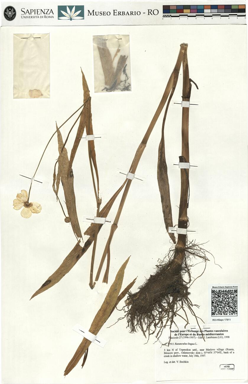 Ranunculus lingua L. -  RO-HSepv 17911 photo
