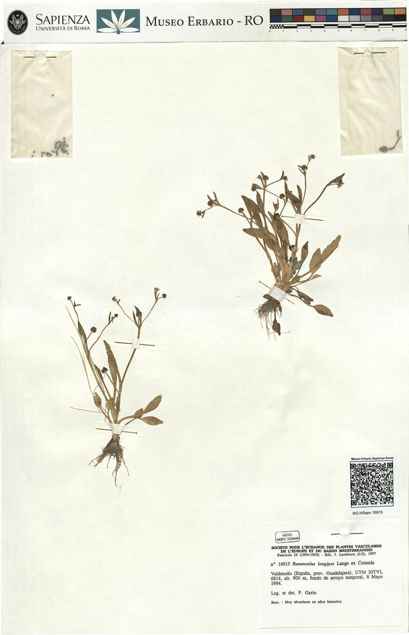 Ranunculus longipes Lange ex Cutanda -  RO-HSepv 16915 photo