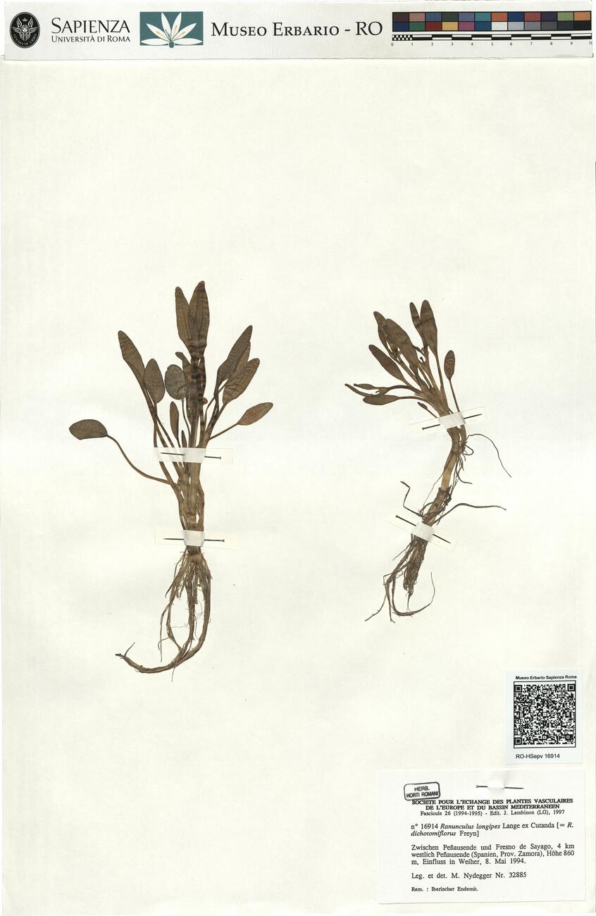 Ranunculus longipes Lange ex Cutanda -  RO-HSepv 16914 photo