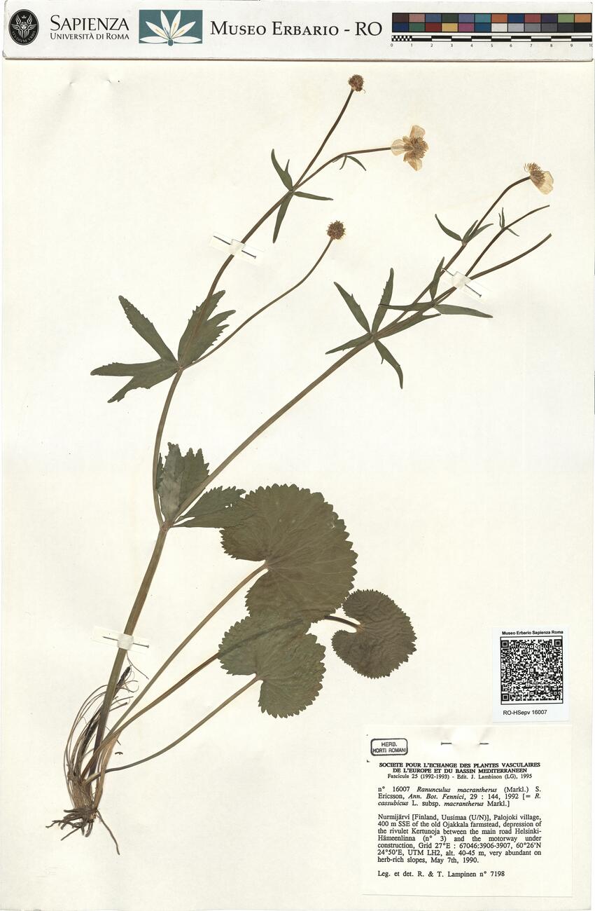 Ranunculus macrantherus (Markl.) S. Ericsson -  RO-HSepv 16007 photo