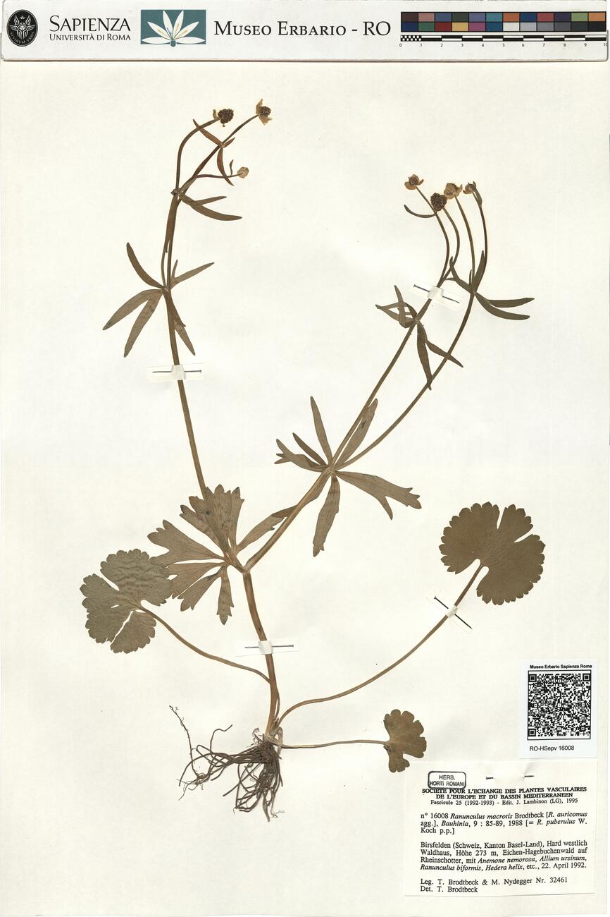 Ranunculus macrotis Brodtbeck  -  RO-HSepv 16008 photo