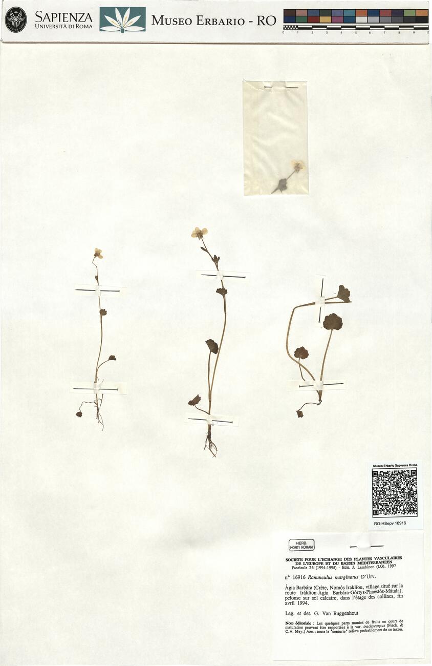 Ranunculus marginatus D'Urv. -  RO-HSepv 16916 photo