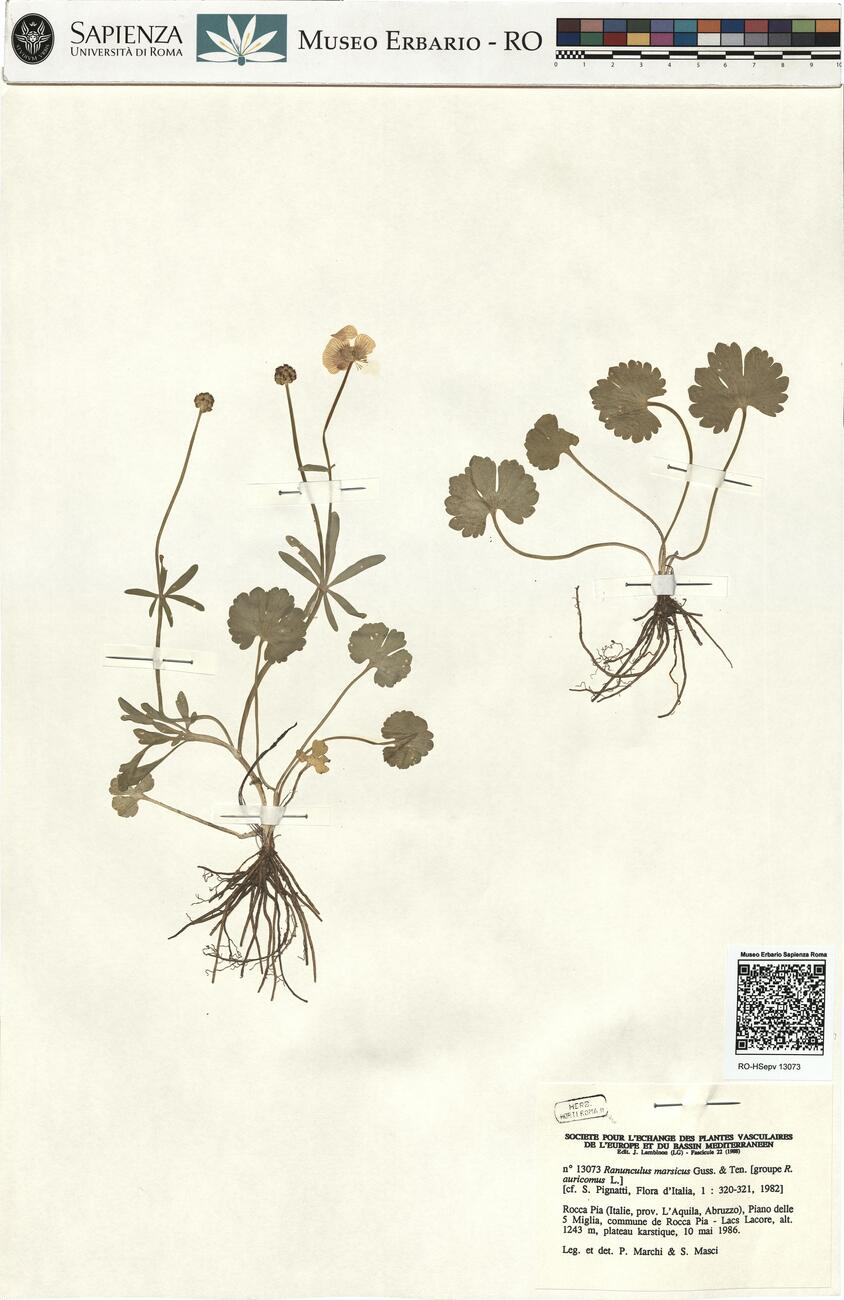 Ranunculus marsicus Guss. & Ten. ^ -  RO-HSepv 13073 photo