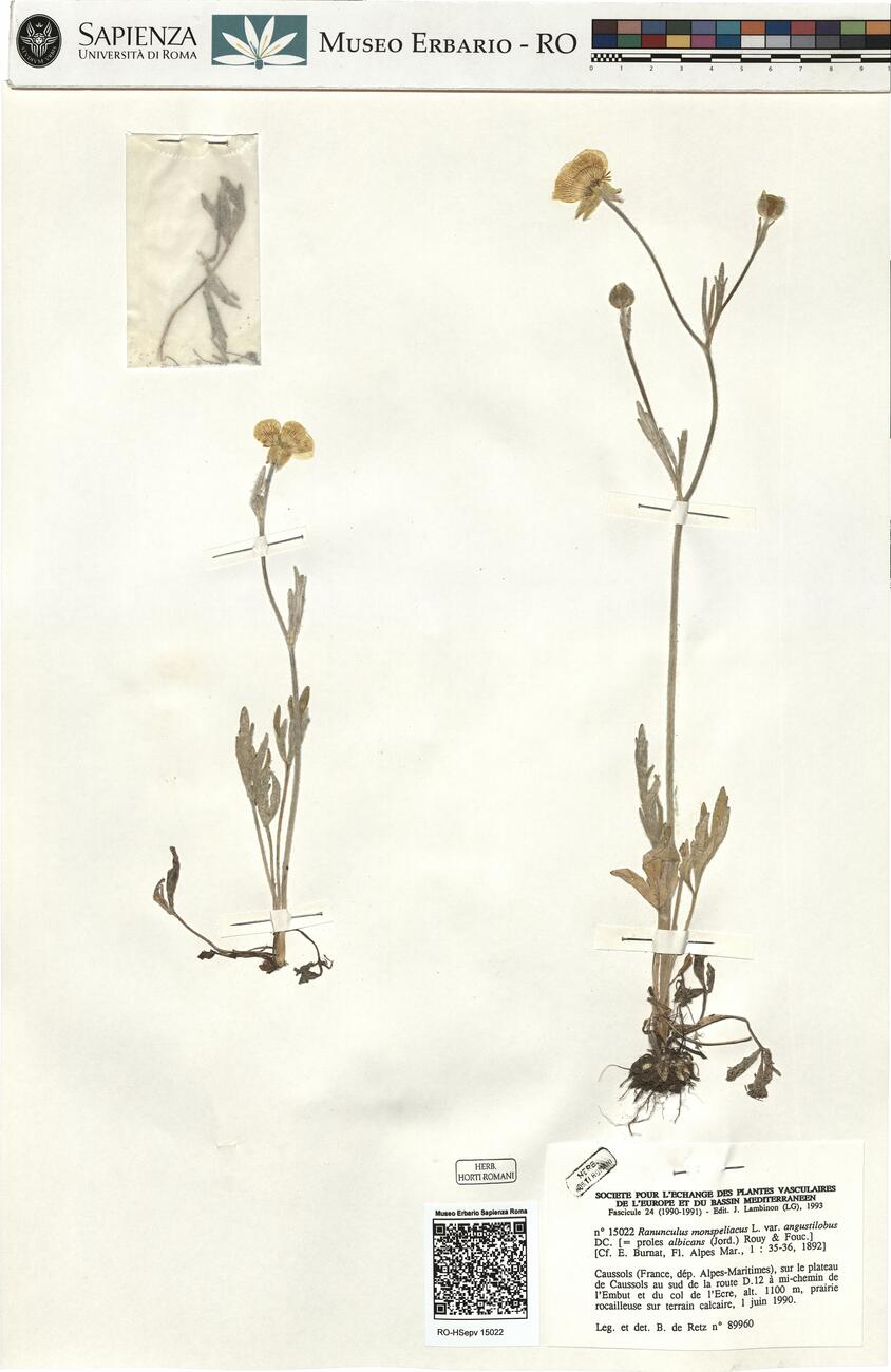 Ranunculus monspeliacus L.var. angustilobus DC. -  RO-HSepv 15022 photo